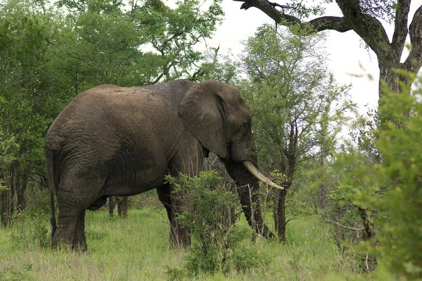 Elefantentier Afrikanisches Tier — Stockfoto