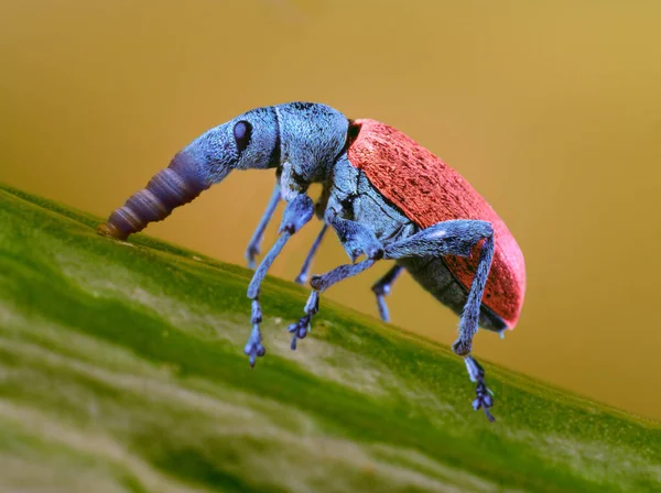 Vista Ravvicinata Bug Natura — Foto Stock