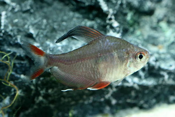 Vissen Het Aquarium — Stockfoto