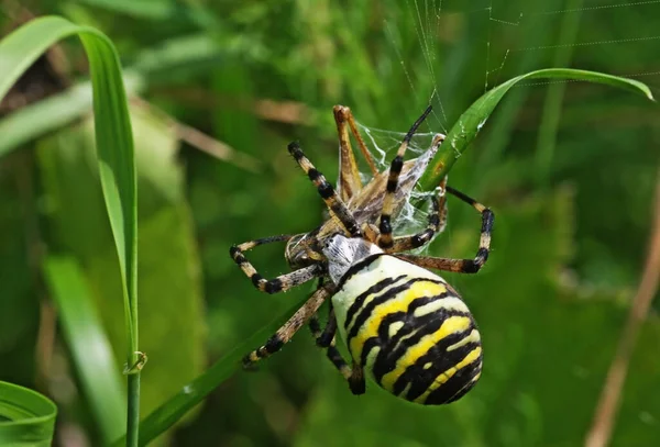 Zebra Pók Állat Ijesztő — Stock Fotó