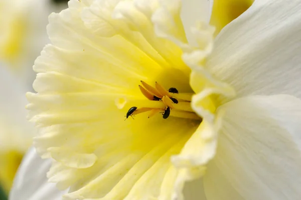 Kevät Kukka Kaunis Narcissus — kuvapankkivalokuva