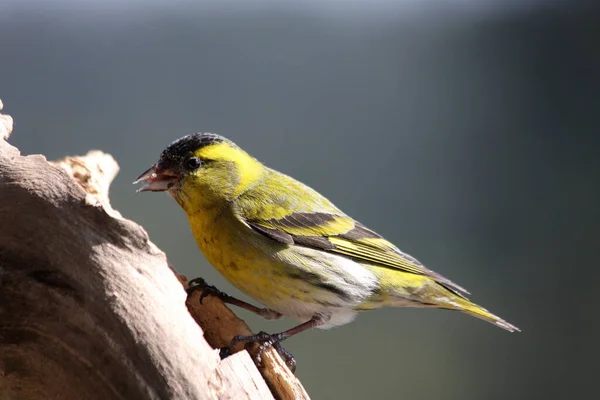 Blick Auf Schöne Vögel Der Natur — Stockfoto