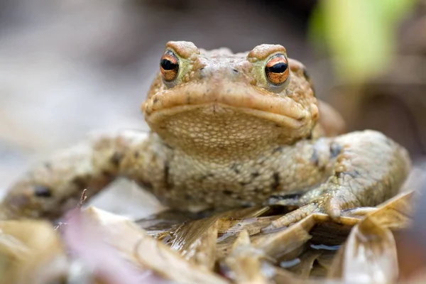 Earth Toad Frog Amphibian — Stock Photo, Image