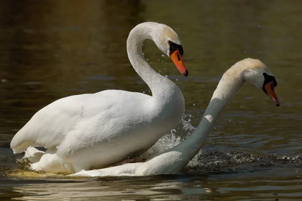 Vista Panorámica Los Cisnes Majestuosos Naturaleza —  Fotos de Stock