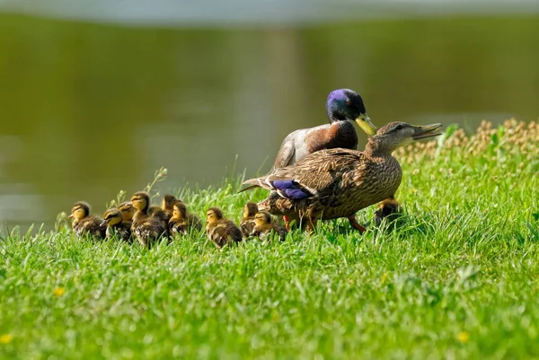 Scenic View Beautiful Bird Nature — Stock Photo, Image