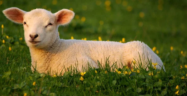 Moutons Dans Prairie — Photo