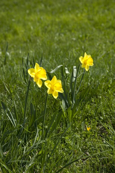 Nergis Narcissus Çiçek Yaprakları — Stok fotoğraf