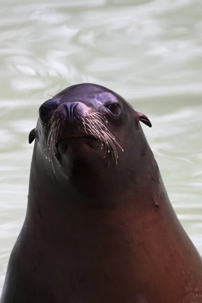 California Leone Marino Animale — Foto Stock