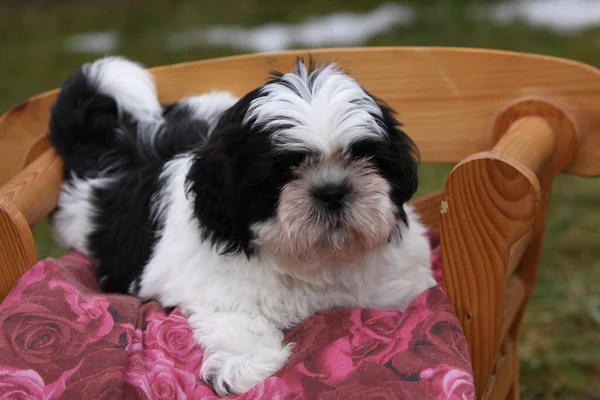 Porträtt Söt Hund — Stockfoto