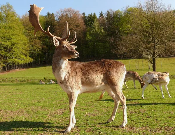 Herten Fauna Van Natuur — Stockfoto