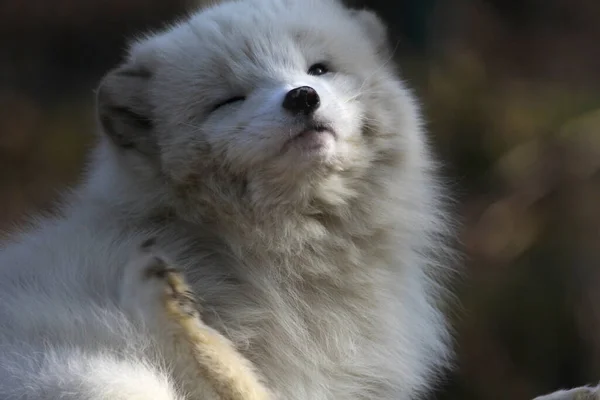 White Fluffy Polar Fox — Stock Photo, Image