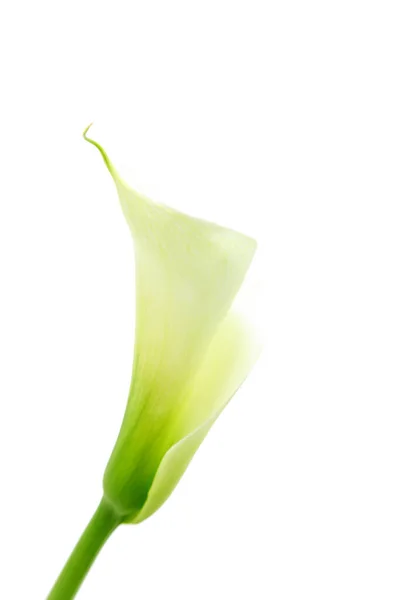 Exotické Calla Lilie Květy Okvětní Lístky Flóra Botanika — Stock fotografie