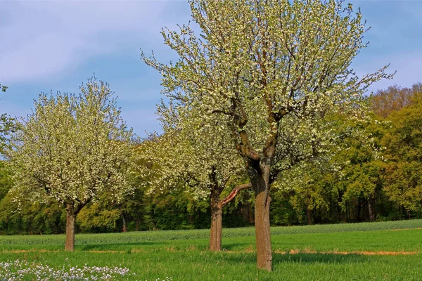 Frühlingswiese Mit Apfelbäumen — Stockfoto