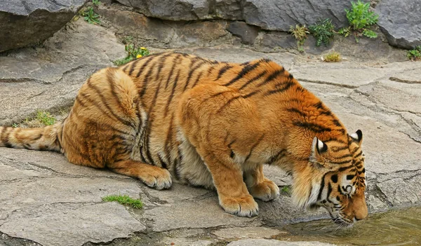 Тигр Скале — стоковое фото
