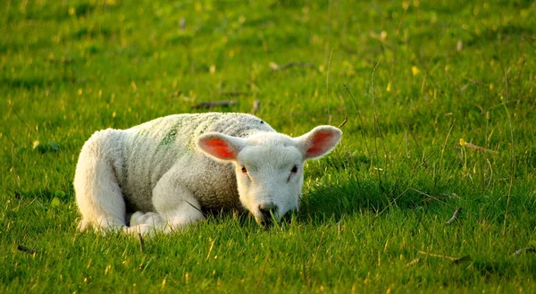 Two Lambs Grazing Green Grass — Stock Photo, Image