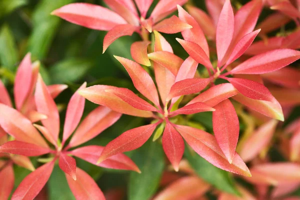 Schilderachtig Uitzicht Prachtige Paarse Lavendel — Stockfoto