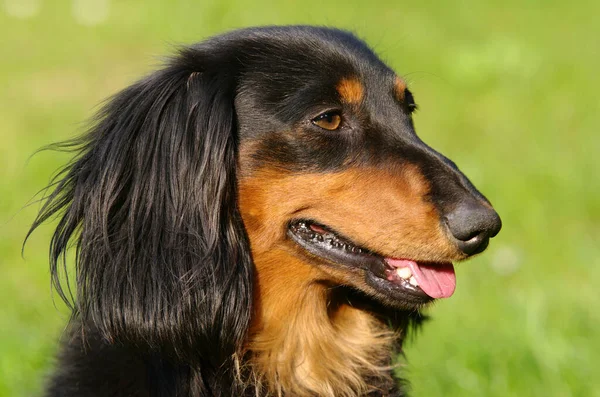 Portret Rottweilera Czystej Krwi Parku — Zdjęcie stockowe