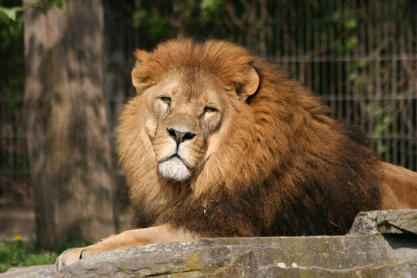 Lion Dangerous Animal Nature — Stock Photo, Image