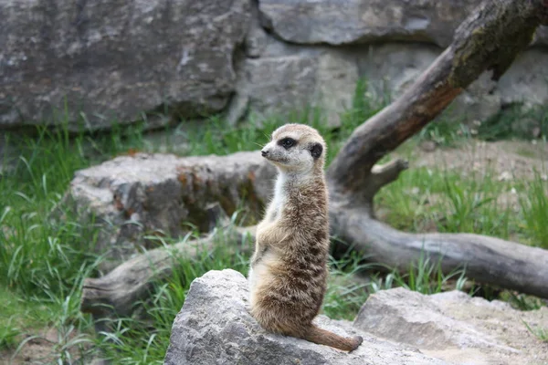 Meerkat Animal Suricate Small Mongoose — Stock Photo, Image