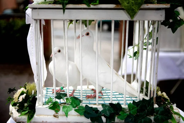 Scenic View Pigeon Birds — Stock Photo, Image