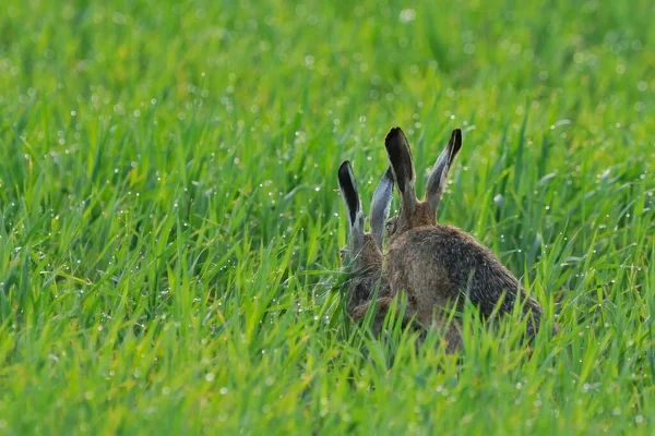 可愛いウサギの写真 — ストック写真