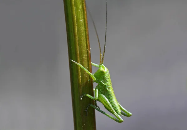 Gros Plan Bug Nature Sauvage — Photo