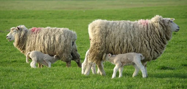 Two Sheeps Field — Stock Photo, Image