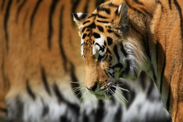 Полосатый Тигр Хищник Дикий Кот — стоковое фото