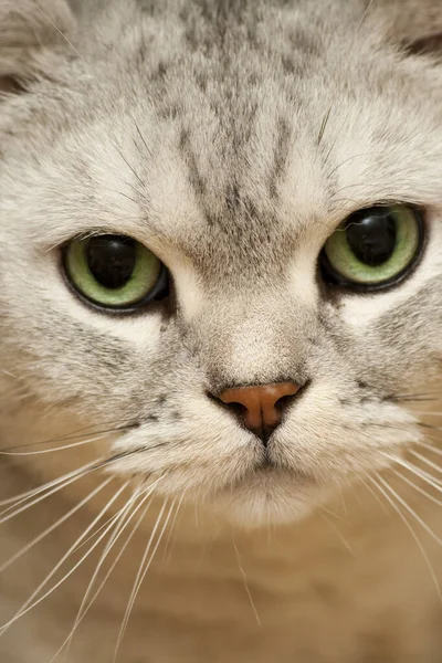 Güzel Bir Kedinin Portresi — Stok fotoğraf