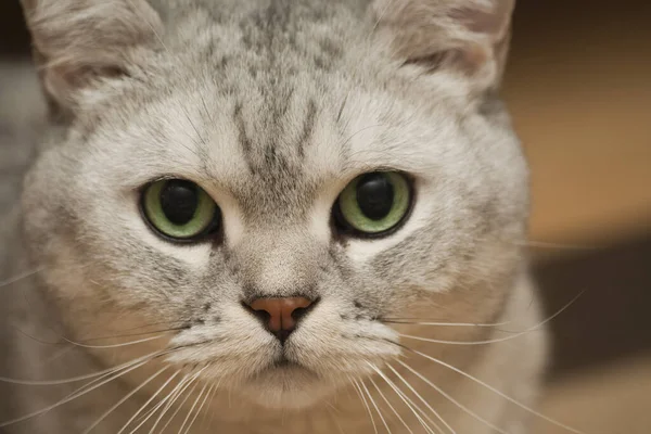 Nahaufnahme Einer Katze — Stockfoto