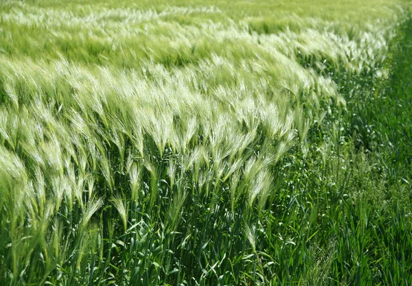 Yazın Buğday Tarlası — Stok fotoğraf