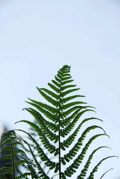 Grønne Blader Bakgrunn Blå Himmel – stockfoto