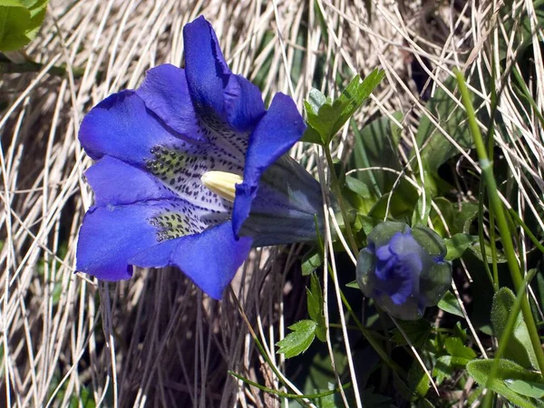 森の青いクロッカスの花 — ストック写真