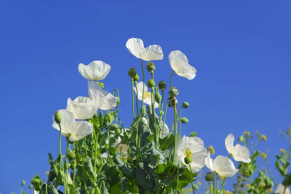 Field Flora Poppy Glower Botany Concept — Stock Photo, Image