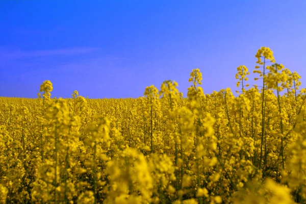 Countryside Agriculture Field Landscape — Stock Photo, Image