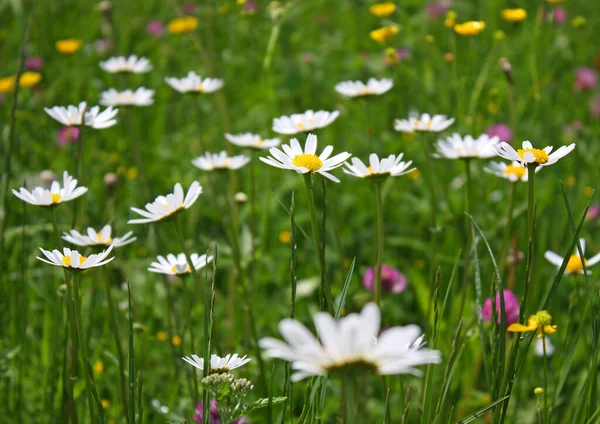 Scenic View Beautiful Marguerite Flowers — Stock Photo, Image