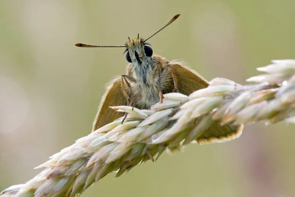 Närbild Insekter Vild Natur — Stockfoto