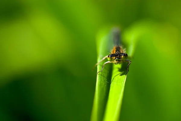 Closeup Bug Wild Nature — Stock Photo, Image