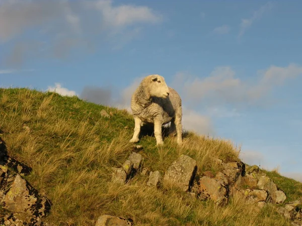 Lake District Natur Bakgrund — Stockfoto