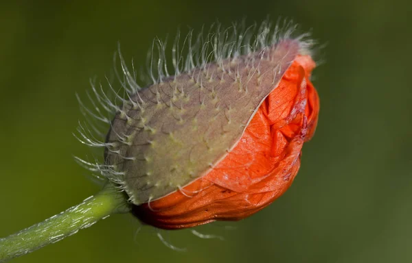 Mooi Botanisch Schot Natuurlijk Behang — Stockfoto