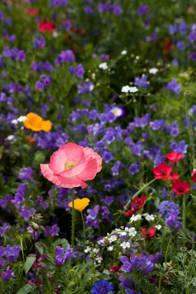 Field Flora Poppy Glower Botany Concept — Stock Photo, Image