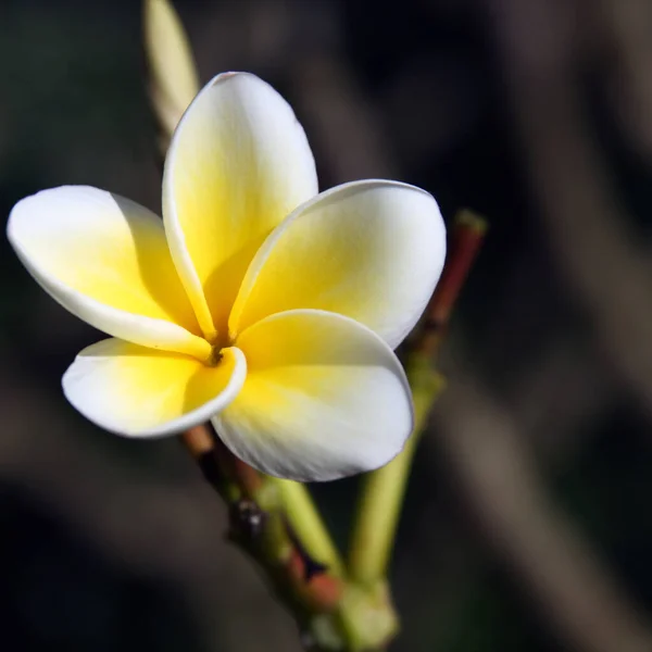 Frangipani Plumeria Лепестки Цветов — стоковое фото