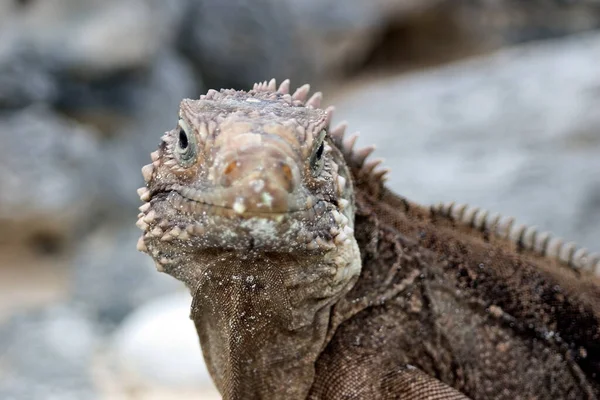 Iguana Silvestre Reptil —  Fotos de Stock