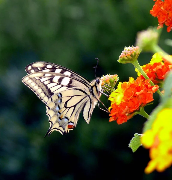 Nahaufnahme Von Schönen Schwalbenschwanz Schmetterling — Stockfoto