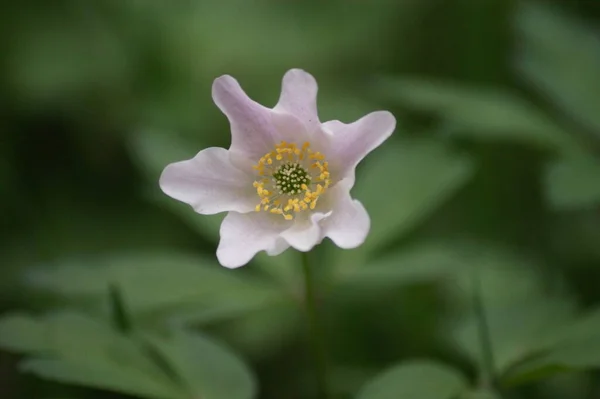 Gros Plan Une Belle Fleur Dans Jardin — Photo