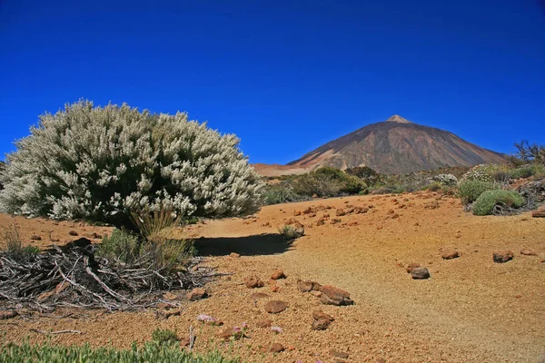 Çiçekli Taş Çöl Teide Ulusal Parkı — Stok fotoğraf