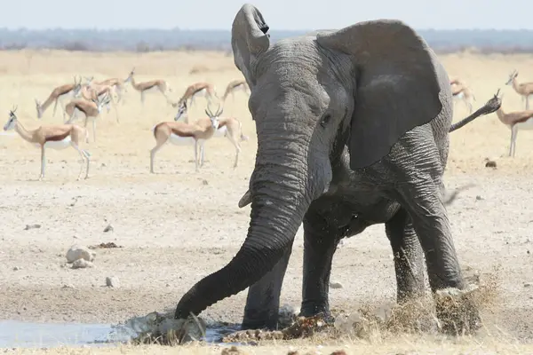 Afrikai Elefánt Állat Természet Állatvilág — Stock Fotó