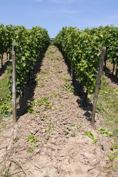 Vinhas Rheingau — Fotografia de Stock