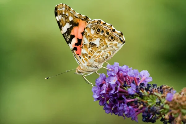 Kis Pillangó Virágon Vadon Koncepció — Stock Fotó