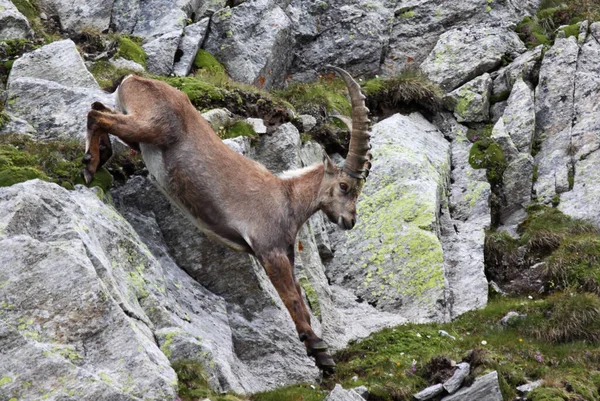 Wild Dier Hertenhoeven Dier — Stockfoto